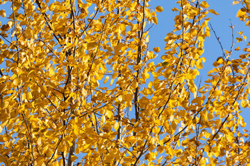Colorful leaves of Common aspen trees during an autumn foliage on a sunny evening in Estonia, Northern Europe	