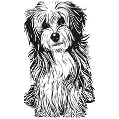 Havanese dog logo hand drawn line art vector drawing black and white pets illustration