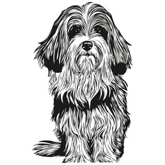 Havanese dog vector illustration, hand drawn line art pets logo black and white