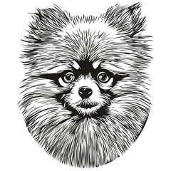 Pomeranian spitz dog vector illustration, hand drawn line art pets logo black and white