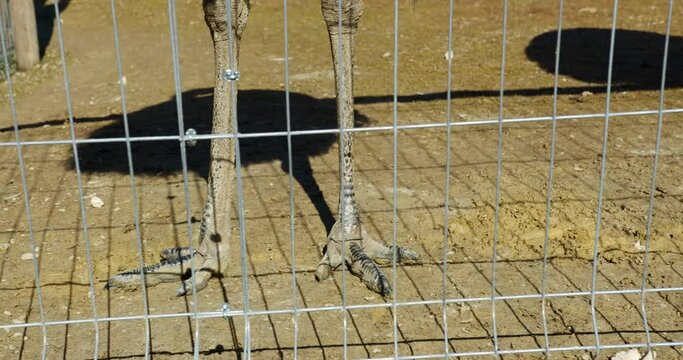 ostrich feet on the sand. the shadow of two ostriches on the ground. ostriches in the zoo
