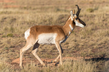 Male pronghorn antelope running on prarie.