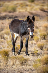 Wild mule in South Dakato