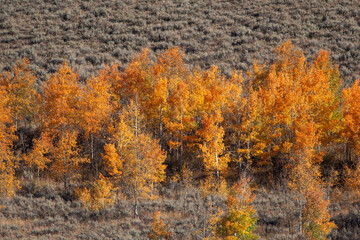 Golden Cottonwoods on the snake river, Wyoming