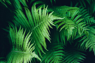 Fototapeta na wymiar Bright green ferns in the wild