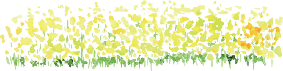 水彩画。水彩タッチの菜の花ベクターイラスト。春の菜の花リアルタッチ挿絵フレーム。Watercolor painting. Watercolor touch rape blossoms vector illustration. Spring rape blossoms realistic touch illustration frame.
