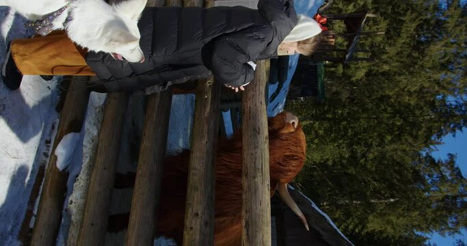 a girl with a white shepherd hand-feeds a red Scottish cow in a tactile zoo. vertical video