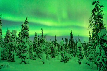 Vibrant Northern lights over snow-covered taiga forest during a full moon in Riisitunturi National...
