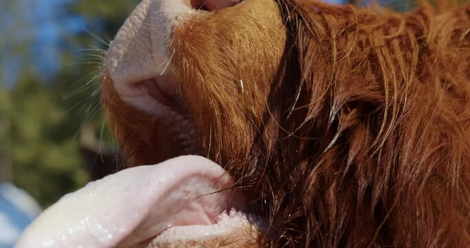the tongue and open mouth of a red hippie cow of the Highland breed from Scotland behind a fence. a female hand feeds a funny cow that begs for food with its mouth open. cow's tongue