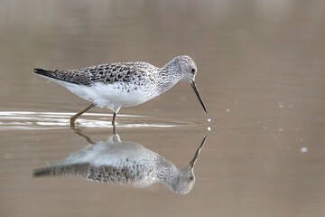 Waders or shorebirds, Marsh Sandpiper (Tringa stagnatilis)
