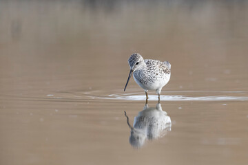 Waders or shorebirds, Marsh Sandpiper (Tringa stagnatilis)