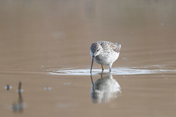 Waders or shorebirds, Marsh Sandpiper (Tringa stagnatilis)
