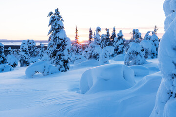 Fototapeta na wymiar Snow and frost covered trees during a cold wintry sunrise in Riisitunturi National Park, Northern Finland 