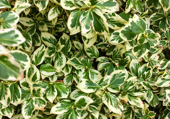 Wintercreeper Euonymus Euonymus fortunei is an evergreen bush. Euonymus fortunei silver queen or fortune's spindle green with white foliage as background.