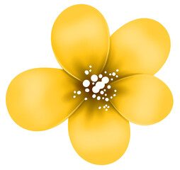 Yellow flower with white core