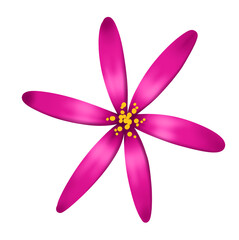 A flower with six thin pink petals