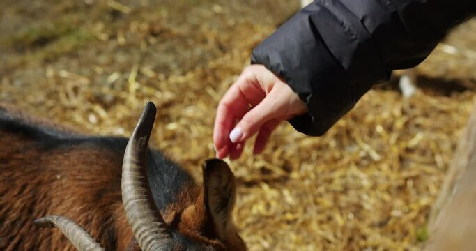 a female hand feeds and strokes a secular brown horned goat.
