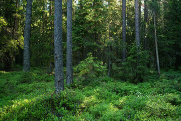 A summery and lush boreal coniferous forest on an early morning in Estonia, Northern Europe