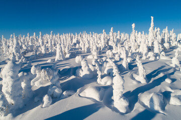 Fototapeta na wymiar Stunningly beautiful snowy taiga forest in Riisitunturi National Park during a sunny day 