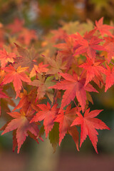 日本　京都府京都市にある永観堂禅林寺の紅葉