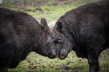 bull fight in the pasture