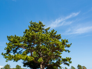 Fototapeta premium 海辺の公園の大きな松の木