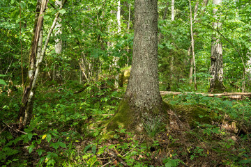 A lush and greenish old-growth deciduous forest on a late summer day in Northern Latvia	