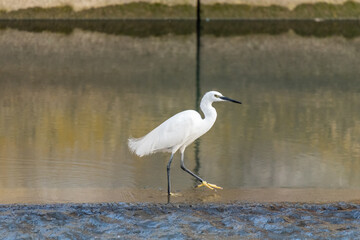 Sgarzetta dal ciuffo in pesca