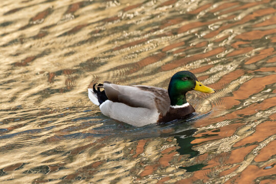 germani reali e anatre