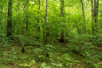 Fototapeta na wymiar A lush Oak forest on a summer day in Northern Latvia, Europe 