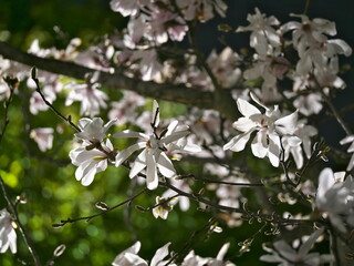 Tokyo, Japan - March 17, 2023: Closeup of Magnolia kobus or Kobushi magnolia flowers in the spring night
