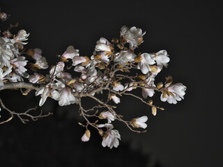 Fototapeta na wymiar Tokyo, Japan - March 17, 2023: Closeup of Magnolia kobus or Kobushi magnolia flowers in the spring night 