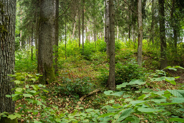 A managed mixed boreal forest with large hardwood trees in summery Latvia, Europe	