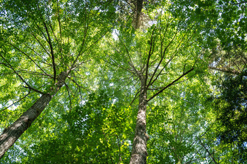 A view to lush tree canopy of Small-leaved lime trees on a summer day in Northern Latvia, Europe