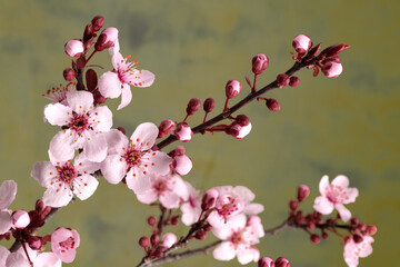 Japanese cherry branches with sakura flowers. Close-up.