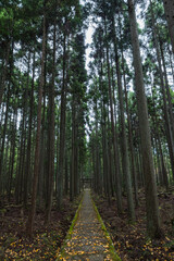Fototapeta premium 日本 京都府京都市右京区の森の中にある賀茂神社の社殿から鳥居まで続く石段と銀杏の落ち葉