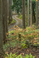 日本　京都府京都市右京区の森の中にある賀茂神社へと続く杉木立の山道