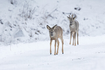 Two Roe deers walking on a snowy path on a late winter day in rural Estonia, Northern Europe