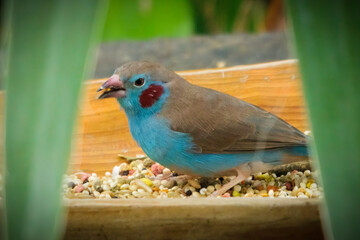 Red Cheeked Cordon Bleu (2023)