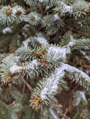 Blue spruce in the snow 