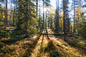 A view of an autumnal old-growth forest during a sunny day in Salla National Park, Northern Finland	