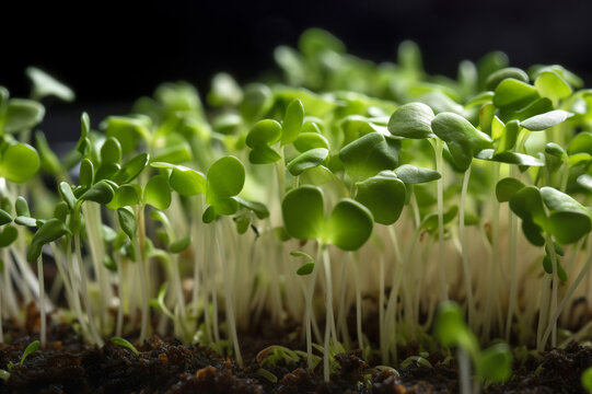 radish sprouts in soil, microgreen closeup, AI generative