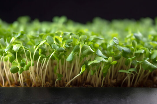 radish sprouts in tray, microgreen closeup, AI generative