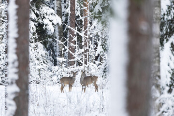 Two watchful Roe deer standing in a snowy forest in Estonia, Northern Europe