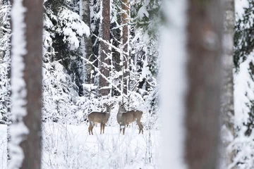 Selbstklebende Fototapeten Two watchful Roe deer standing in a snowy forest in Estonia, Northern Europe © adamikarl