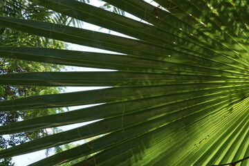 Green palm leaf against the sky. Close-up. Tropical plant. Background. Sunny day. Light. Shadow.