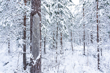 An old Scots pine tree decades after resin extraction in Estonian woodland, Northern Europe
