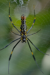 Nephilinae is a subfamily of spiders in the family Araneidae