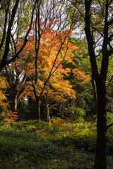 日本　京都府京都市にある下鴨神社の参道沿いの紅葉