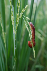 millipede on the rice tree